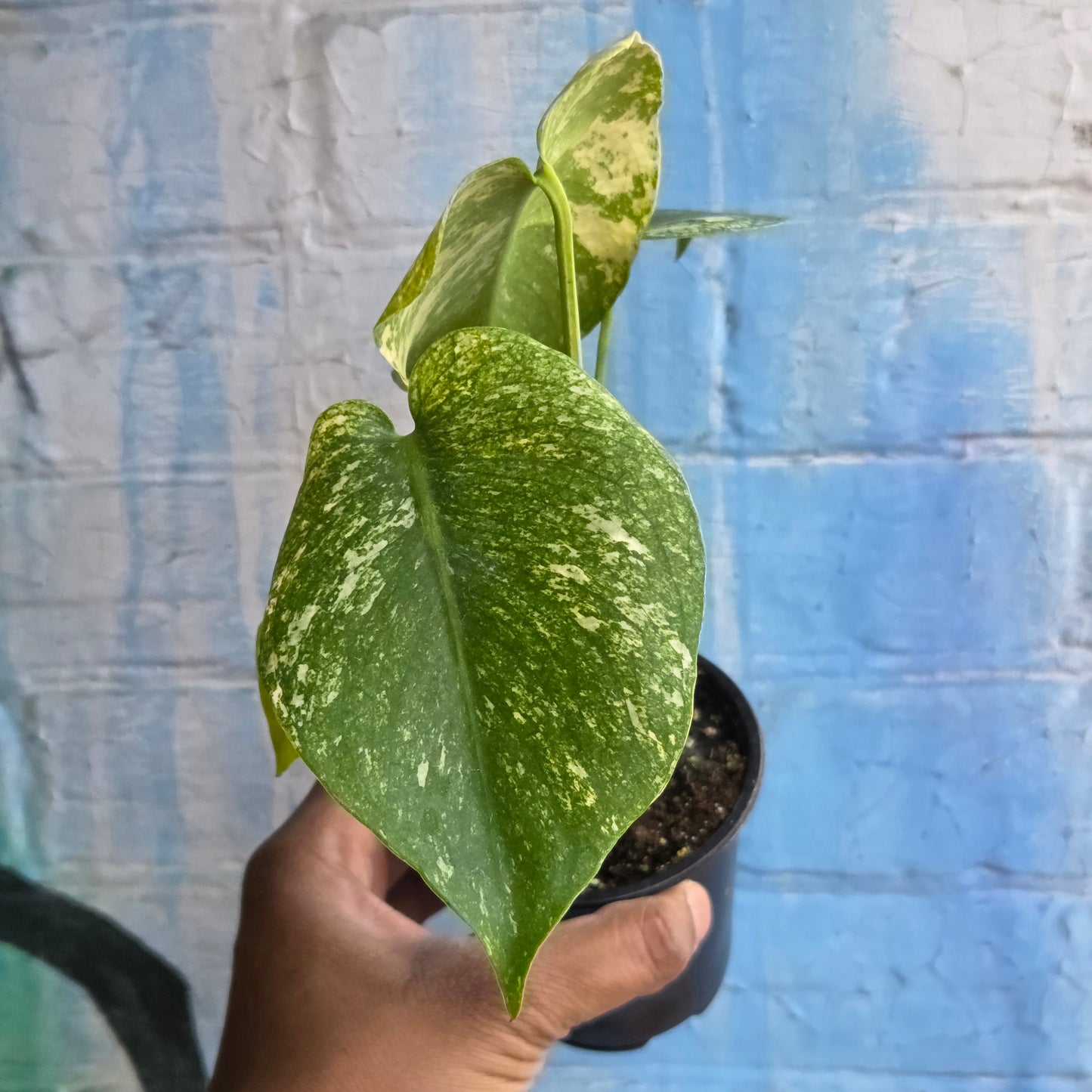 3.5” Monstera Mint