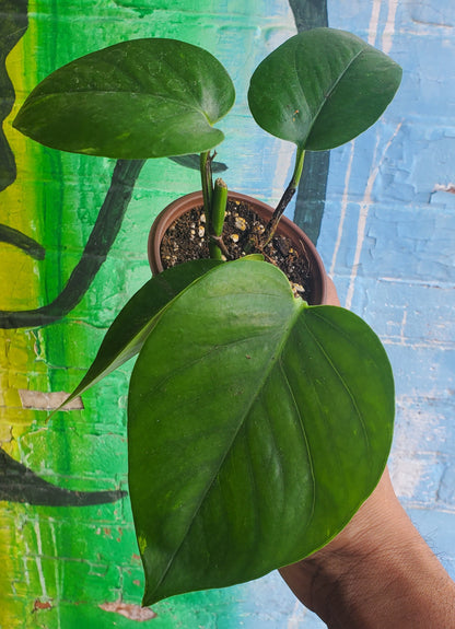 3.5" Pothos Golden