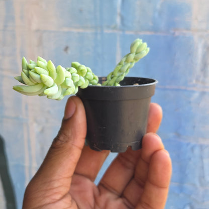 2.5" Burro's Tail | Sedum Morganianum Burro