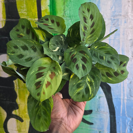 4" Maranta Green Variegated