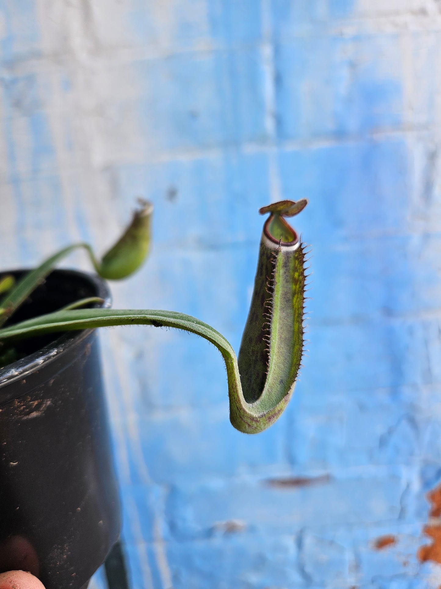 3.5" Nepenthes albomarginata | Pitcher Plant