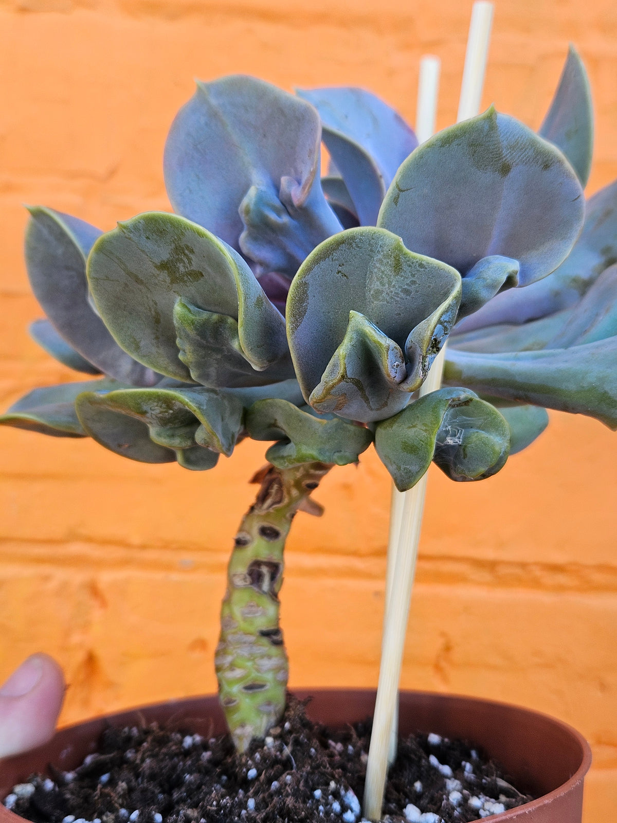 6" Echeveria Valkyrie