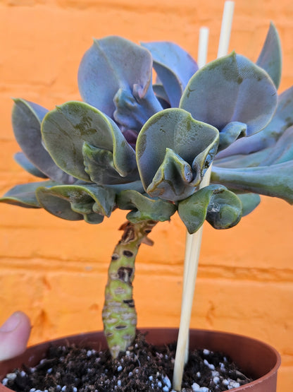 6" Echeveria Valkyrie