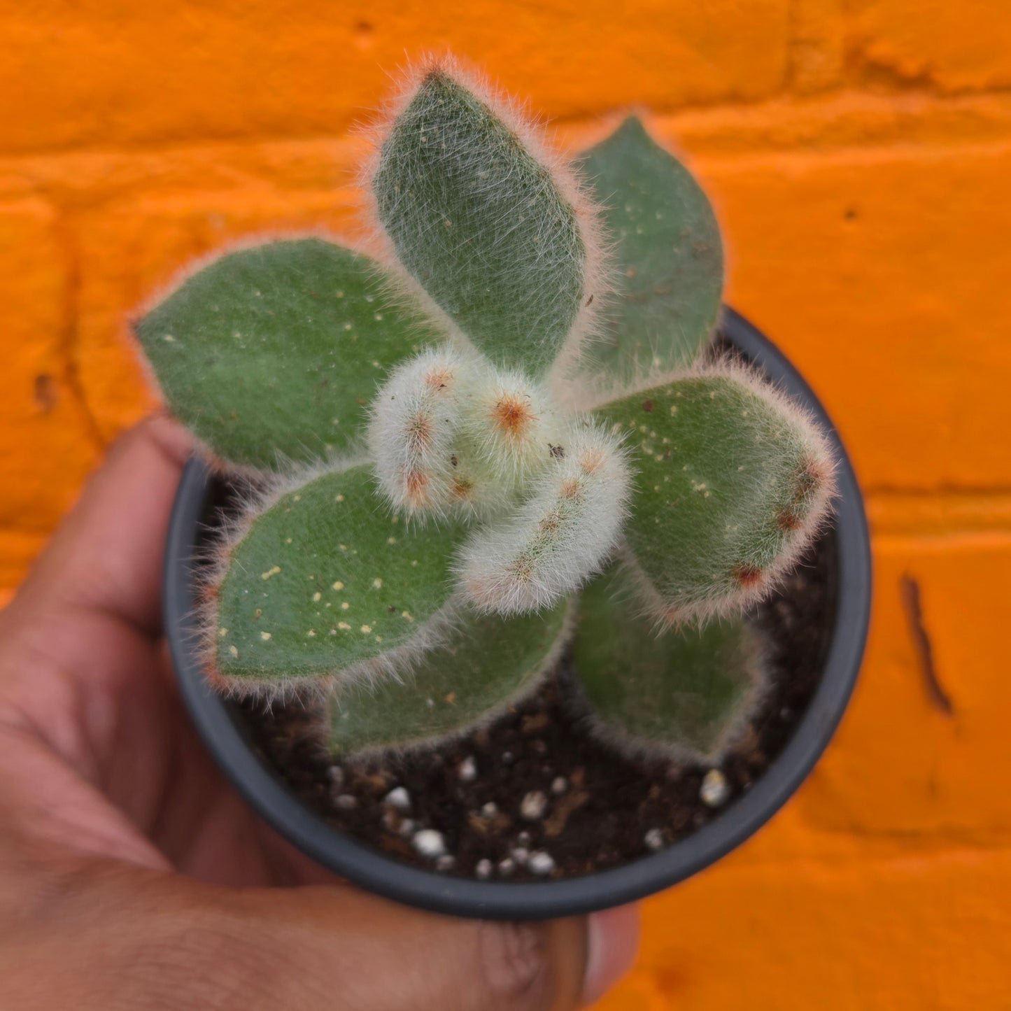 3.5" Kalanchoe Tomentosa