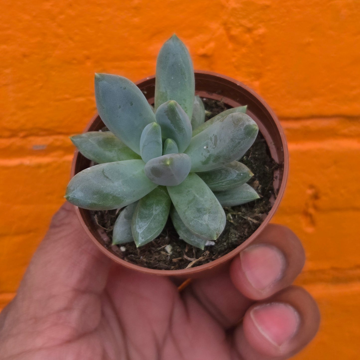 2.5” Pachyphytum moonsilver
