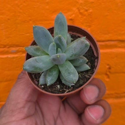 2.5” Pachyphytum moonsilver