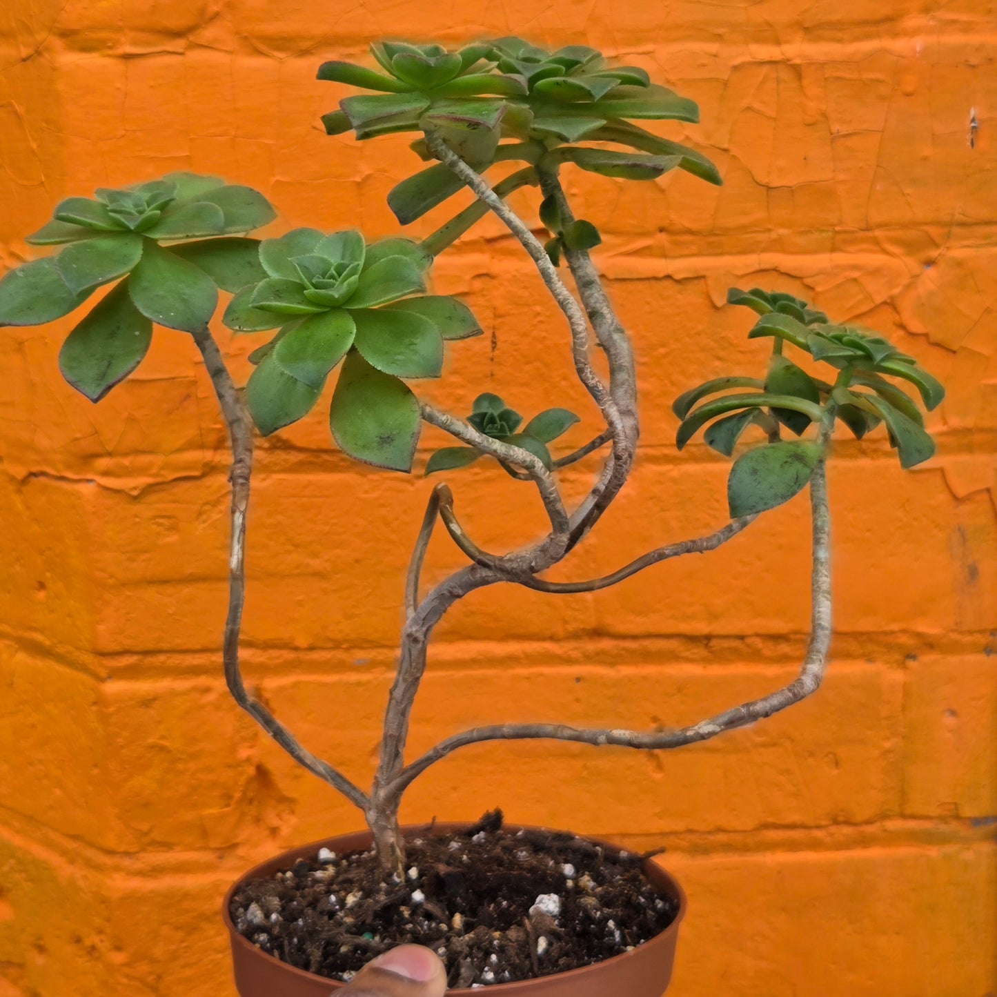 5" Aeonium haworthii