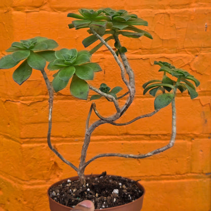 5" Aeonium haworthii