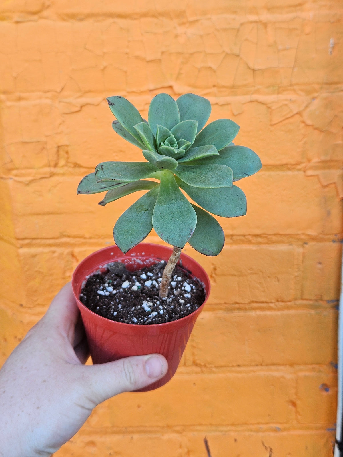 4" Aeonium haworthii (Copy)
