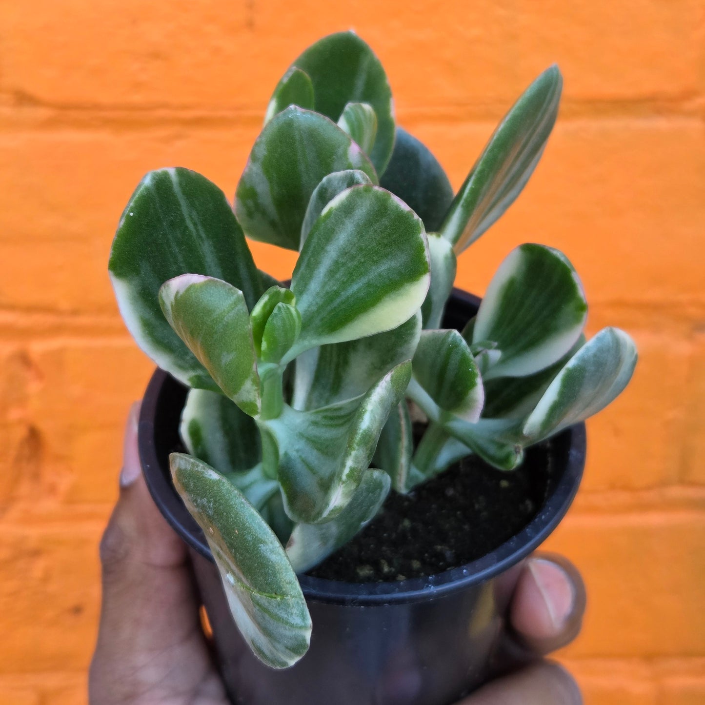 3.5" Variegated Jade | Crassula Ovata