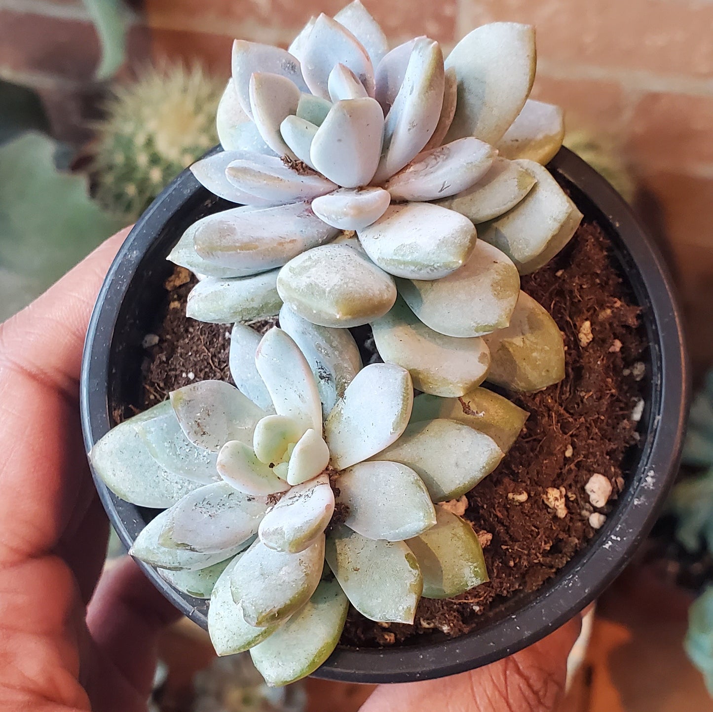 3.5" Sedeveria Lilac Mist