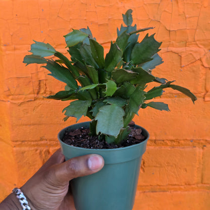 4" Christmas Cactus