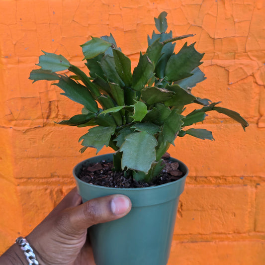 4" Christmas Cactus