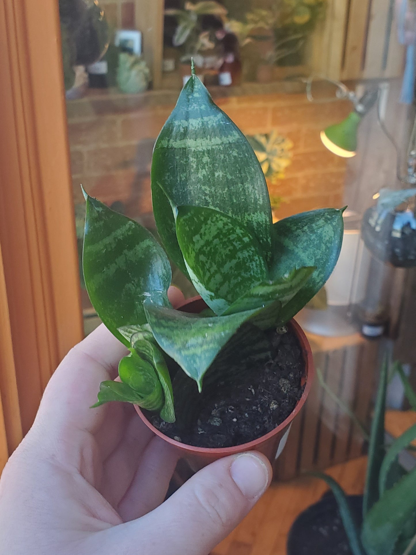 3” Sansevieria Hahnii