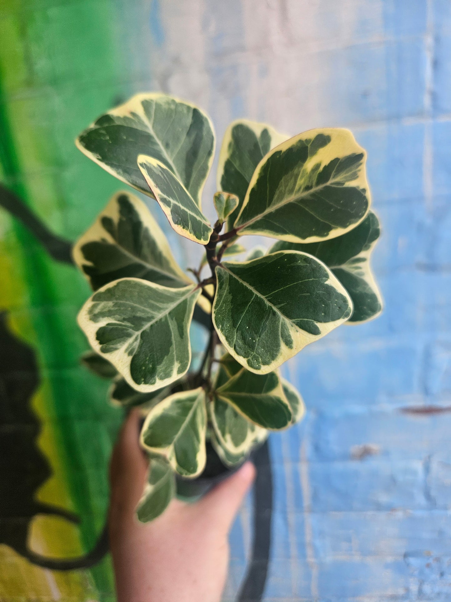 4" Ficus Triangularis Variegated