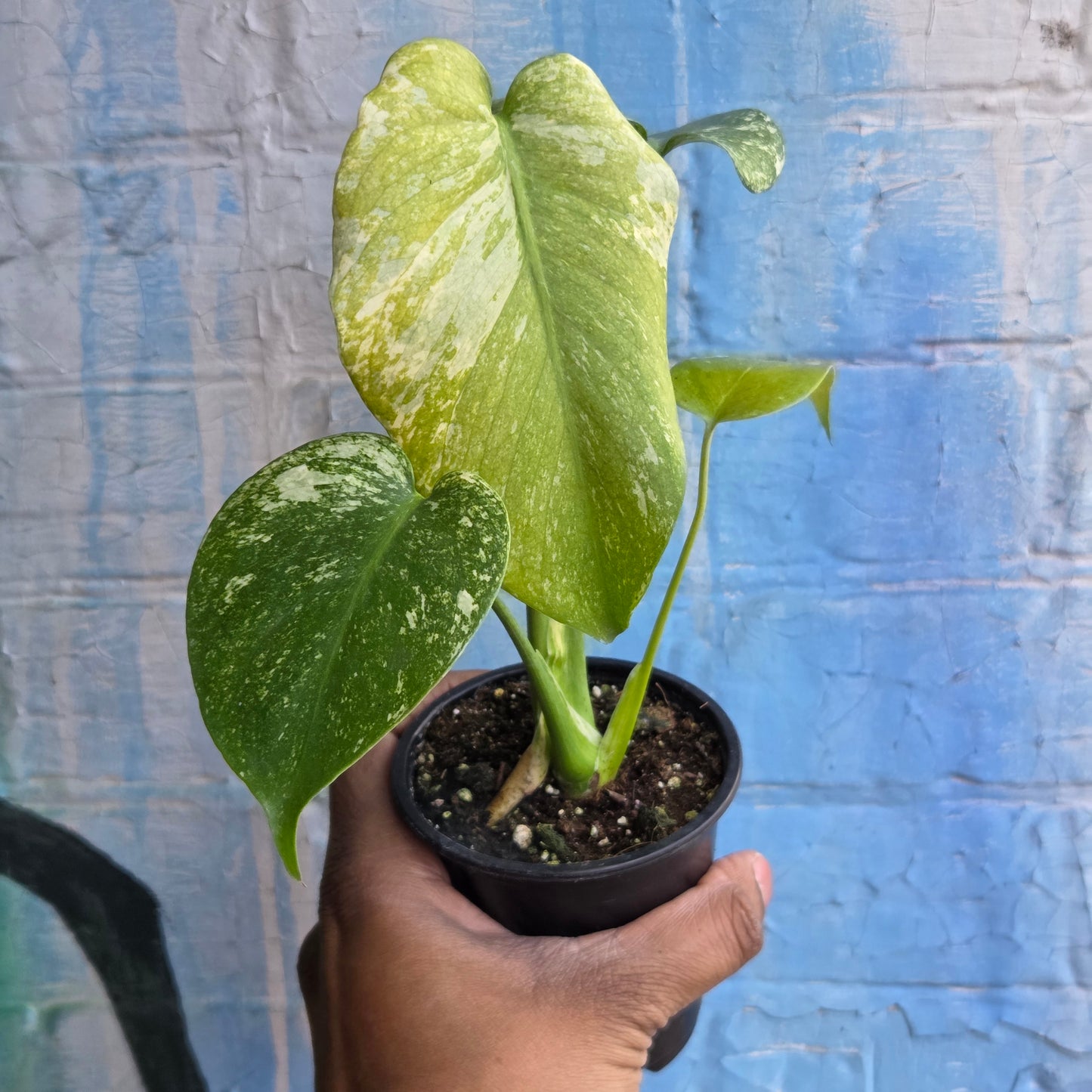 3.5” Monstera Mint