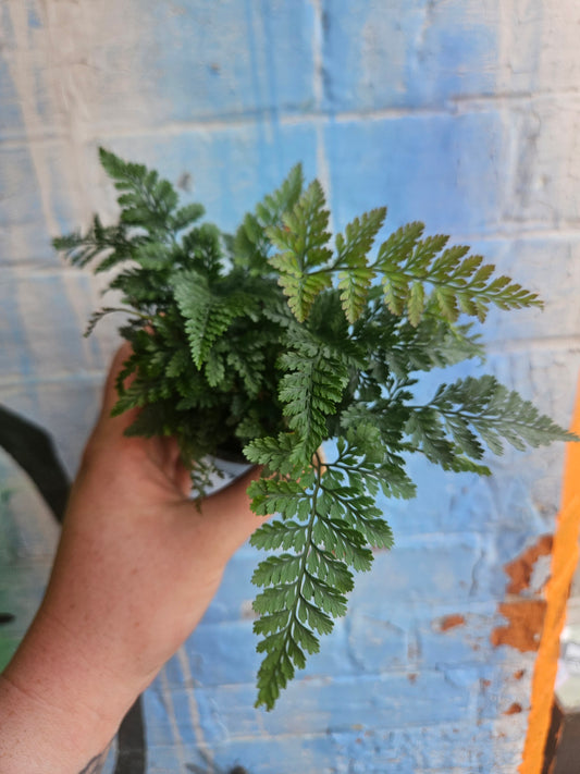 3.5" Rabbit's Foot Fern