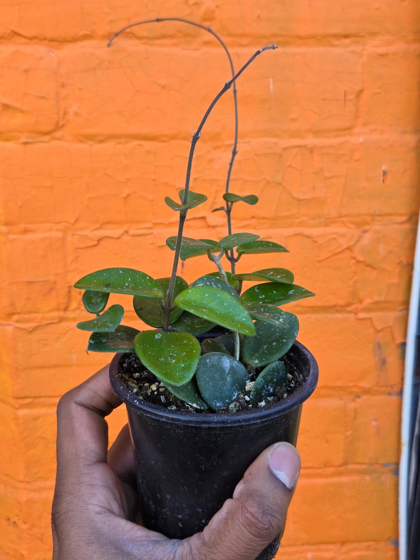 3.5" Hoya Mathilde