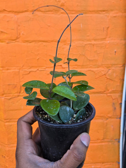 3.5" Hoya Mathilde