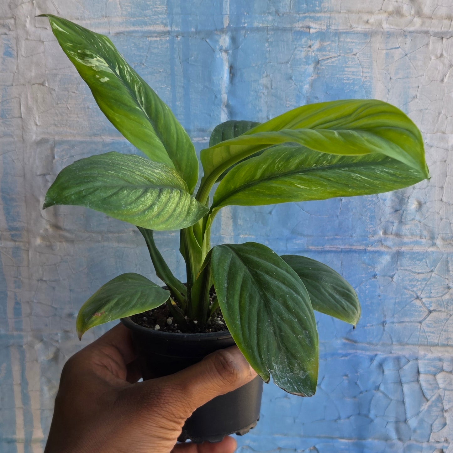 3.5" Spathiphyllum Sensation Variegated