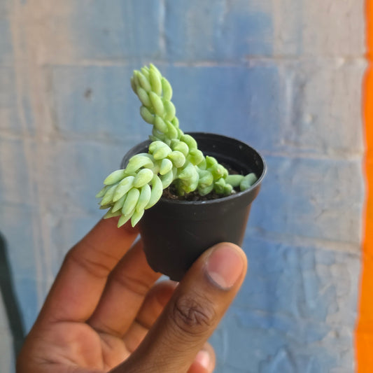 2.5" Burro's Tail | Sedum Morganianum Burro