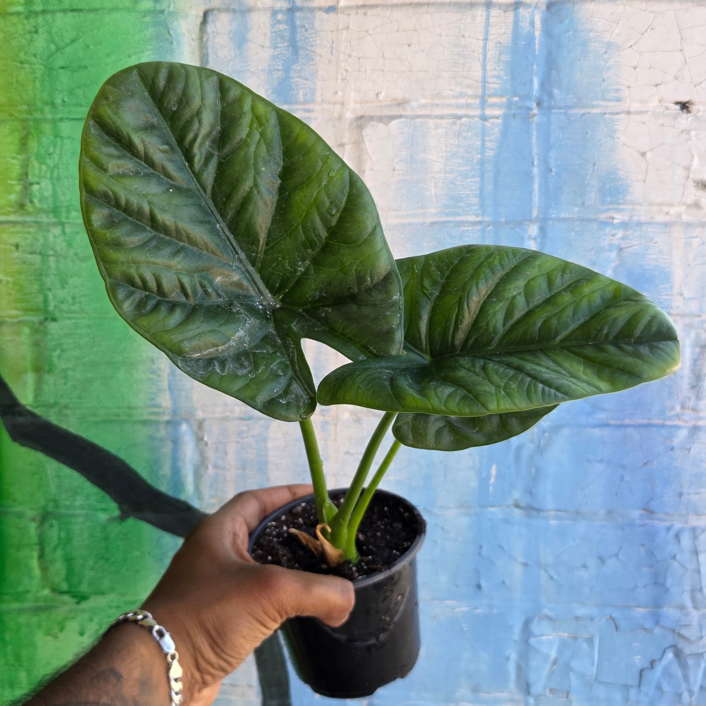 4" Alocasia Lukiwan