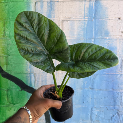 4" Alocasia Lukiwan