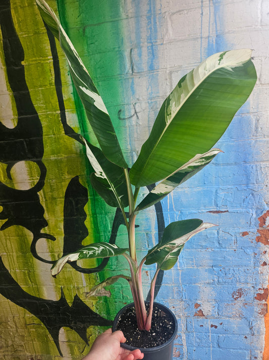 7" Variegated Banana Musa Florida