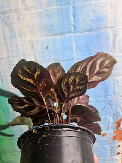 4" Calathea Makoyana