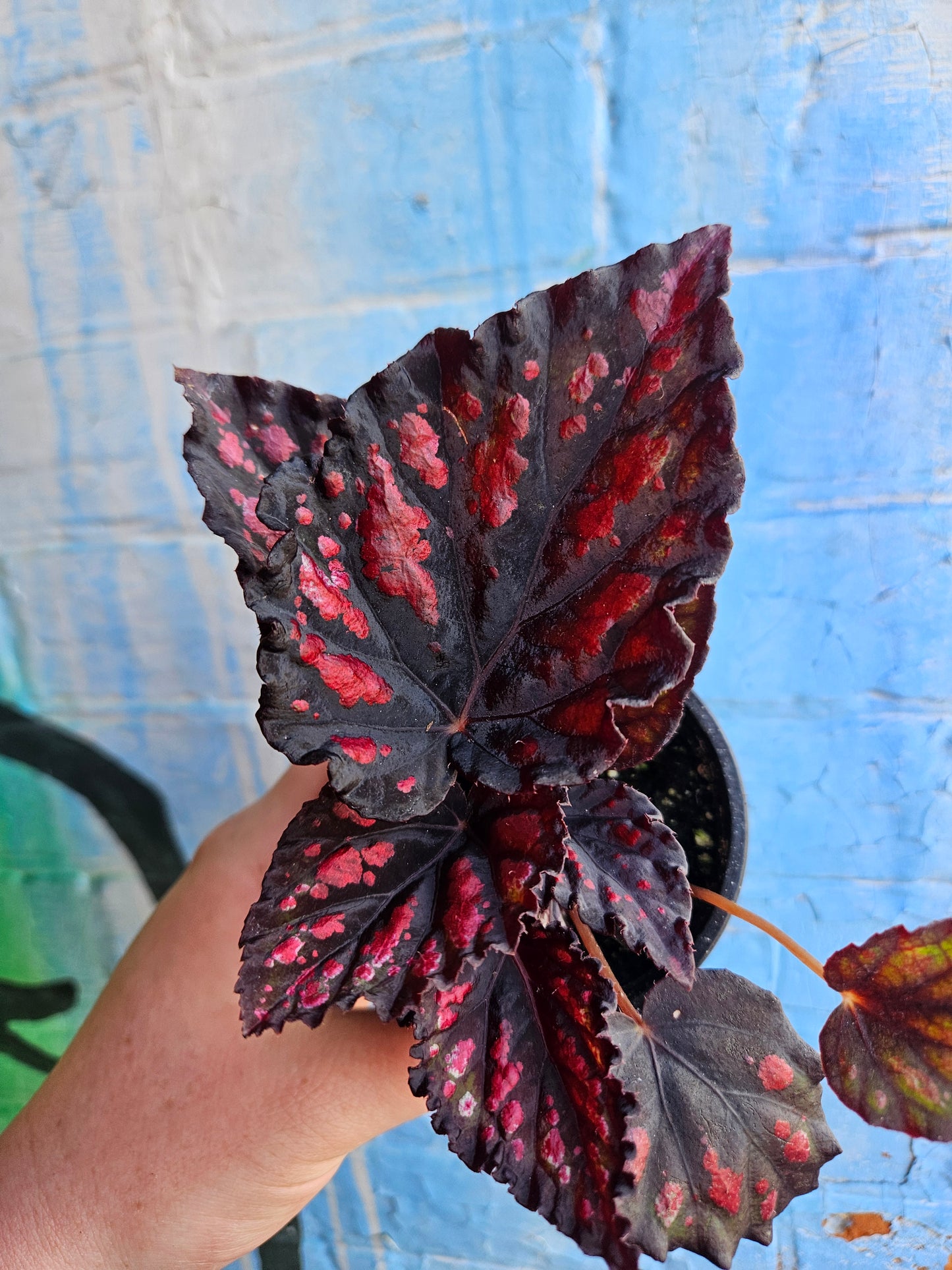 3.5" Begonia Rex Etna