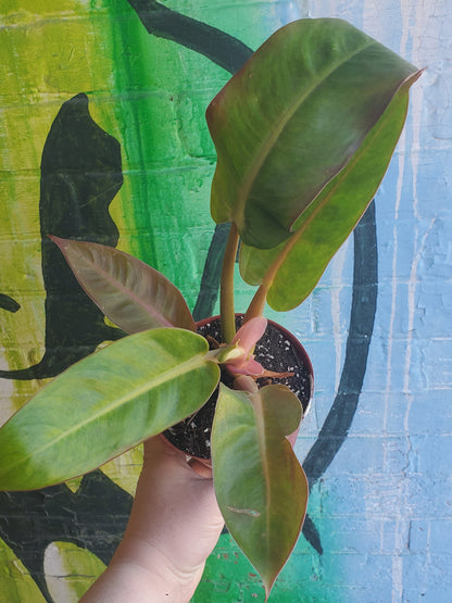 5" Philodendron Painted Lady