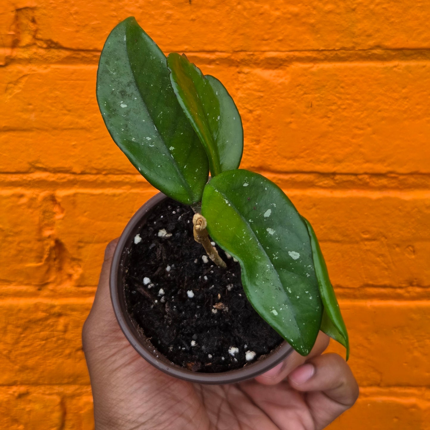 3.5" Hoya Carnosa