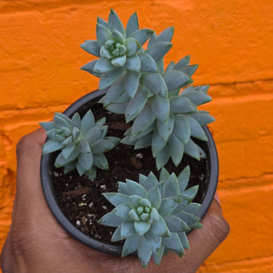 3.5" Sedeveria Blue Burrito