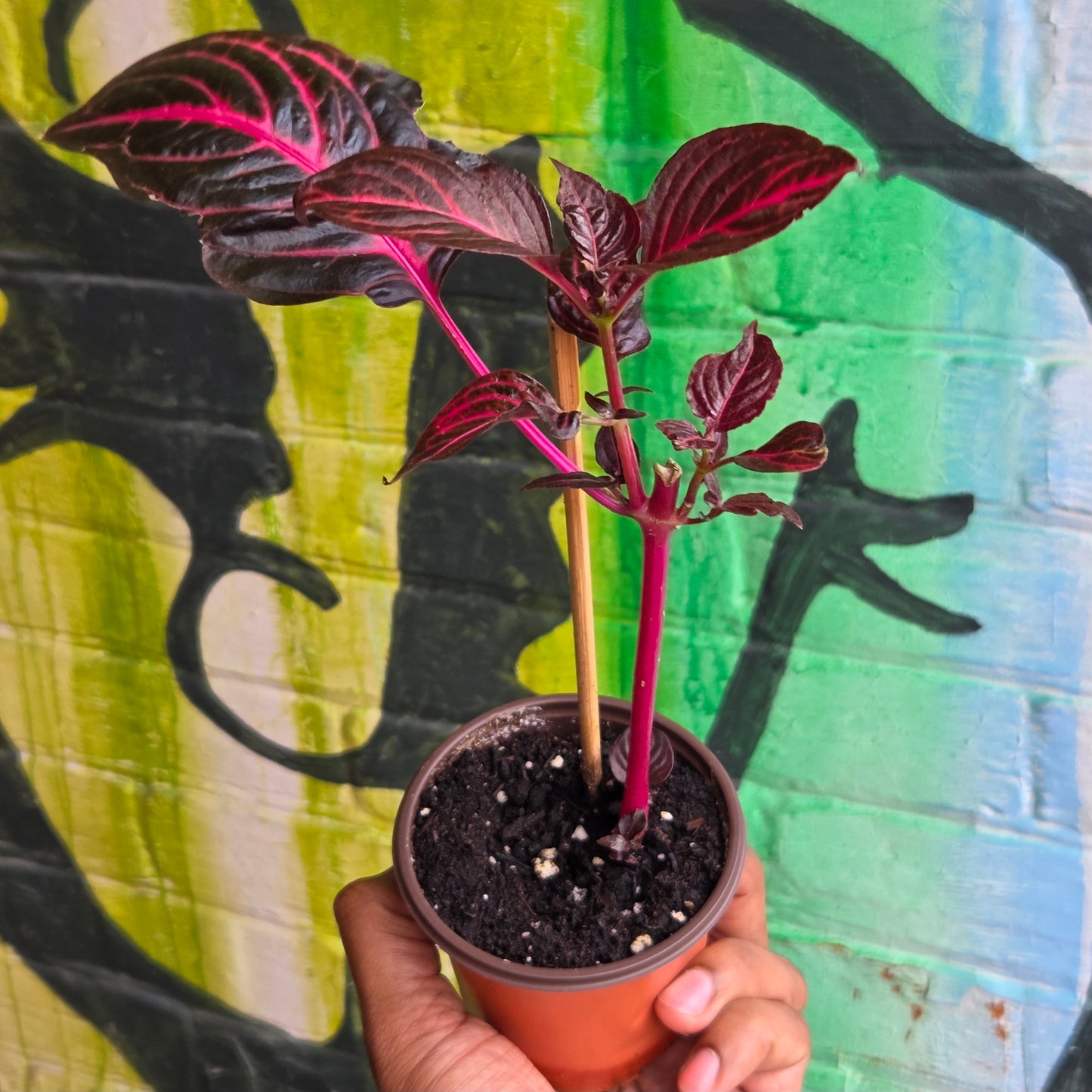 4" Blazin' Rose Iresine