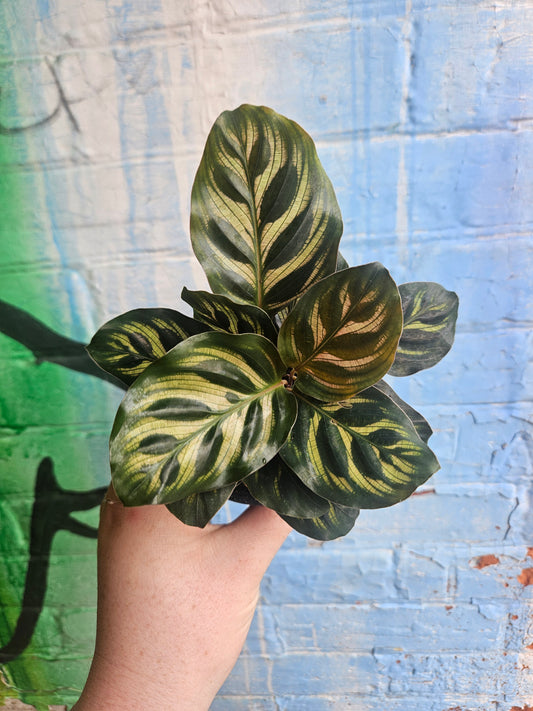 4" Calathea Makoyana