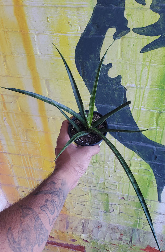 3.5" Sansevieria Fernwood Mikado