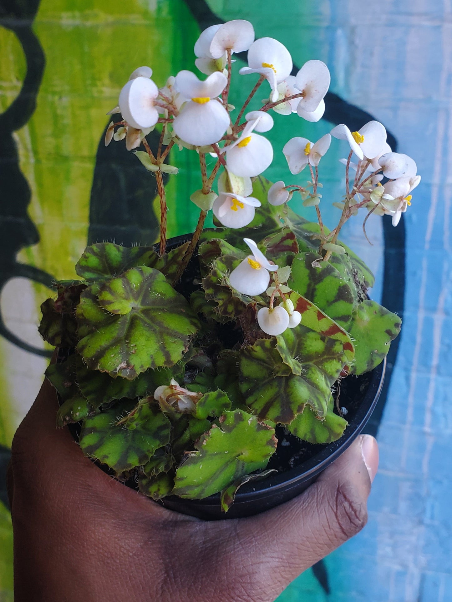 4" Begonia Rex Mauritius