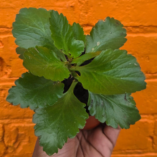 3.5” Kalanchoe Blossfeldiana