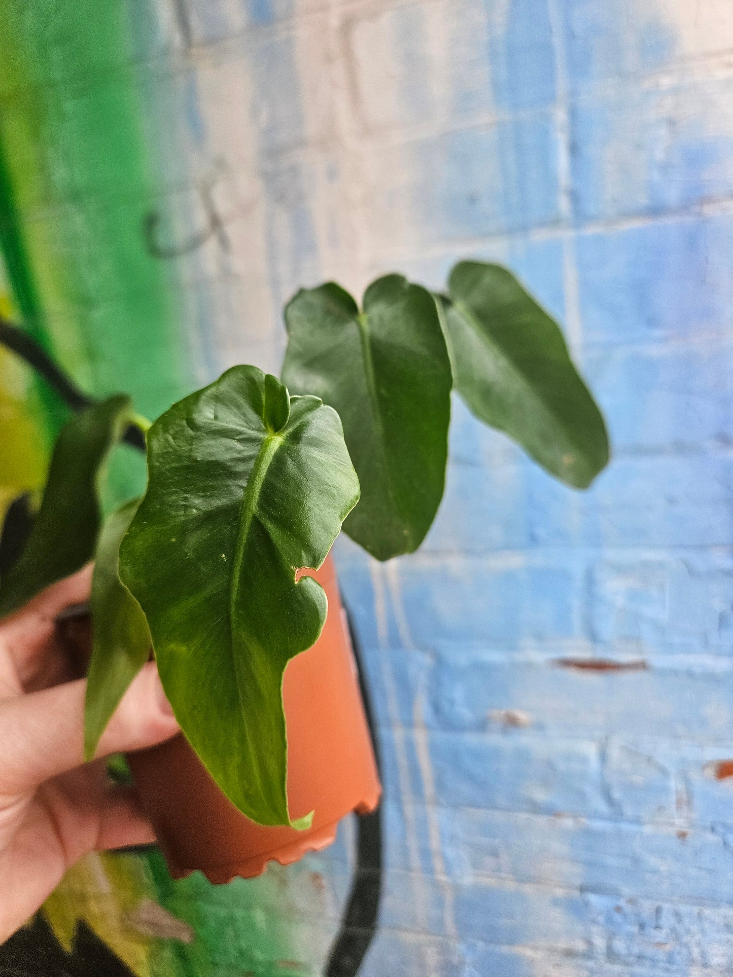 3.5" Philodendron Bob Cee