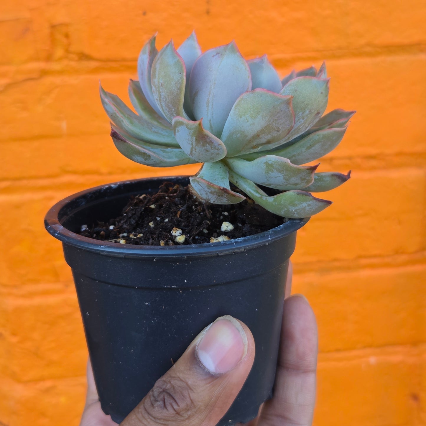 3.5” Echeveria Mensa