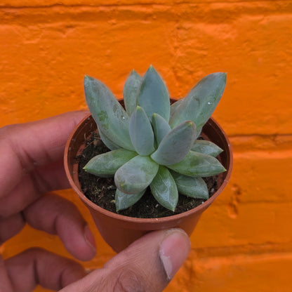 2.5” Pachyphytum moonsilver