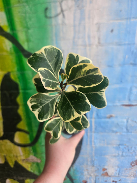 4" Ficus Triangularis Variegated