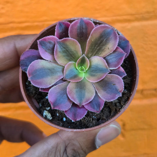 2.5" Aeonium Morning Glow