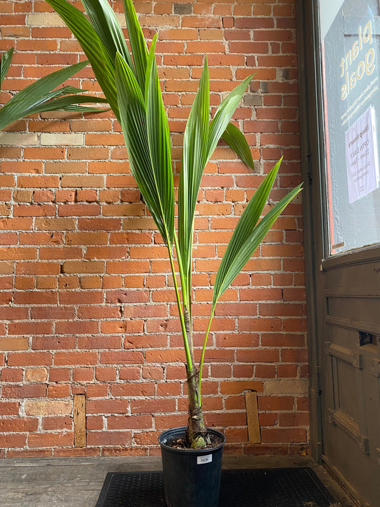 Plant Goals Plant Shop 10" Coconut Palm