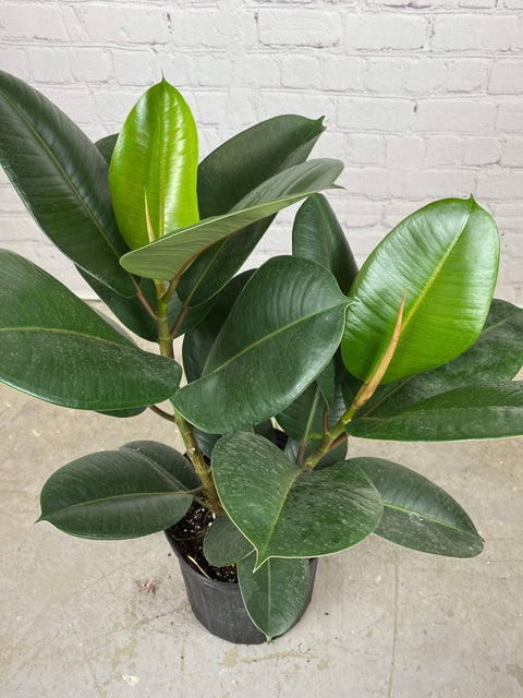 Plant Goals Plant Shop 10" Ficus Elastica Robusta