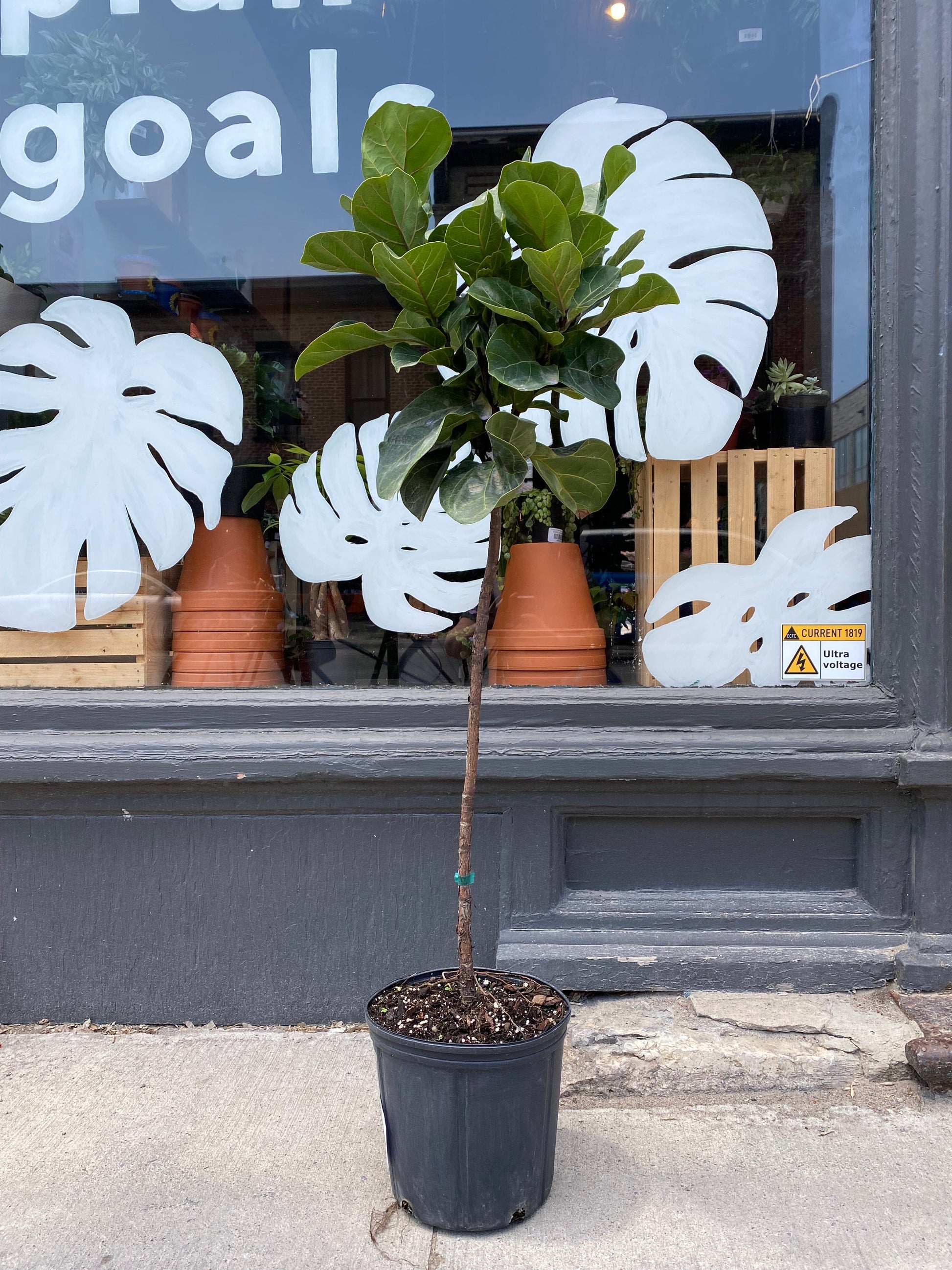 Plant Goals Plant Shop 10" Ficus Lyrata Compacta Tree