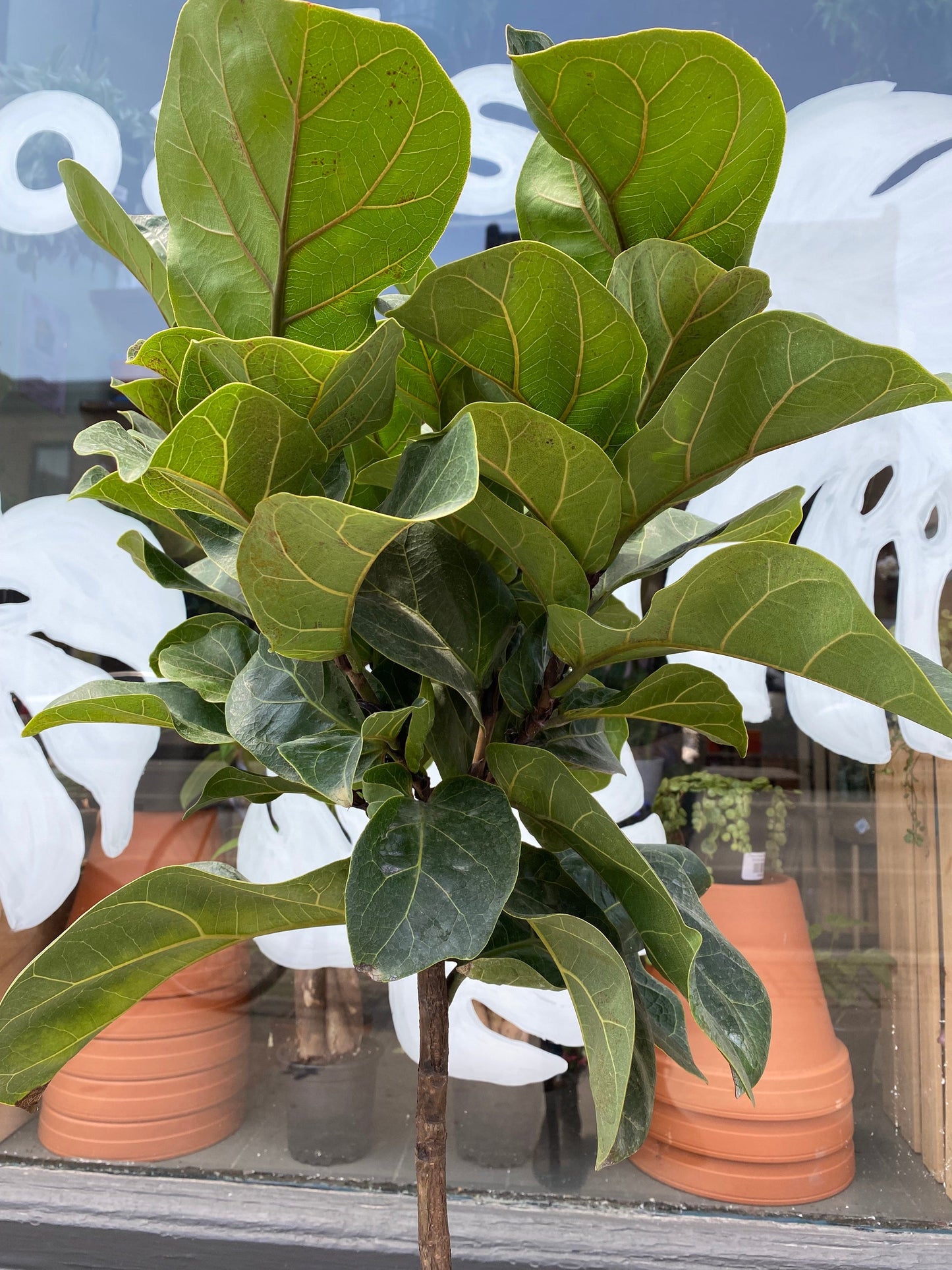 Plant Goals Plant Shop 10" Ficus Lyrata Compacta Tree