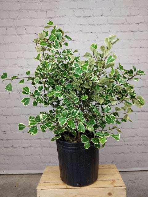 Plant Goals Plant Shop 10" Ficus Triangularis