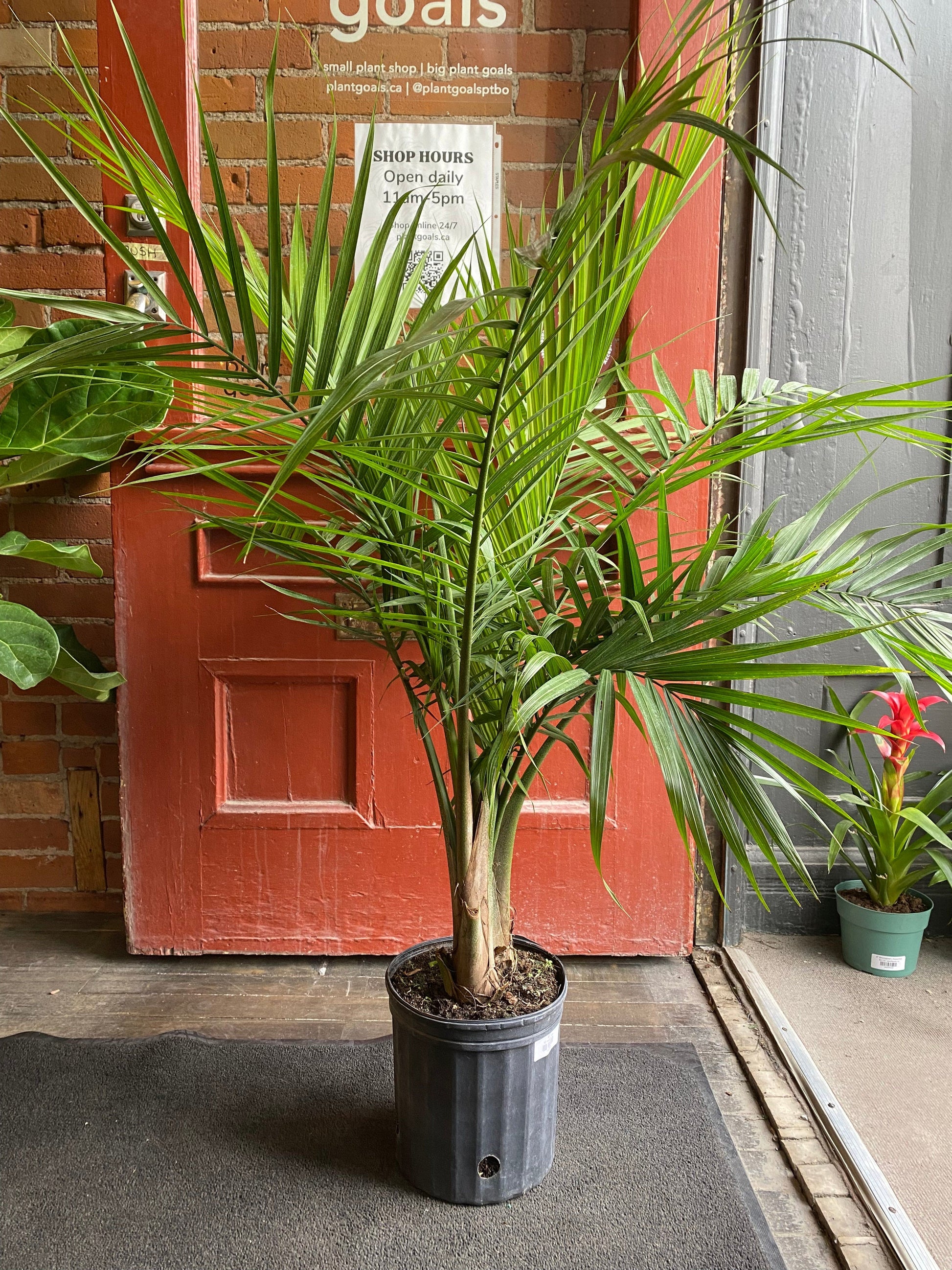 Large Majesty Palm  Indoor Plants & Houseplants for Delivery