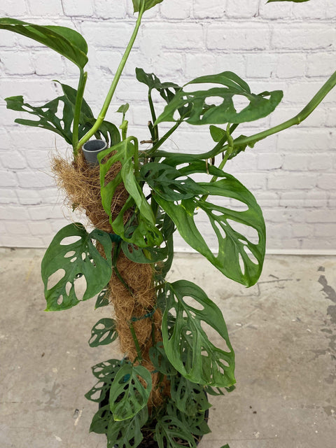 Plant Goals Plant Shop 10" Monstera Adansonii Totem
